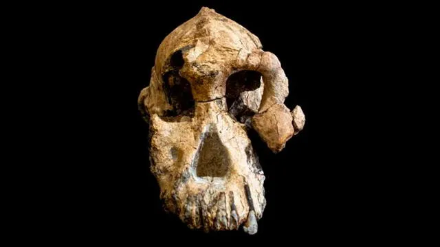 Cráneo encontrado del Australophitecus Anamensis. Cleveland of Naural History.