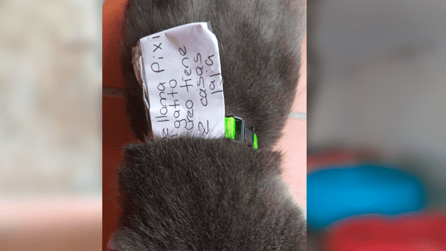 Facebook viral: gato llega a casa con misterioso mensaje y descubren su oscuro secreto [VIDEO]