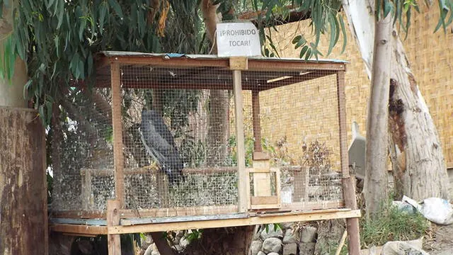 Rescatan águila enjaulada en un restaurante de Arequipa