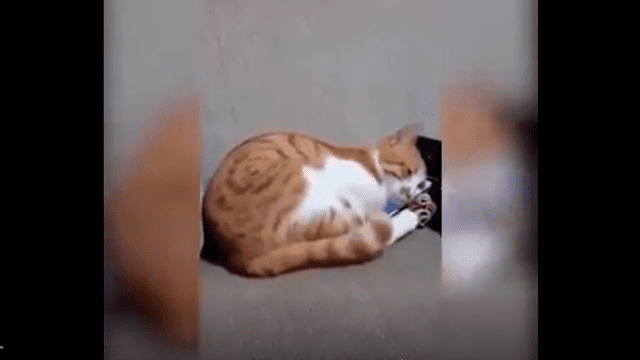 Facebook Viral: Usuarios se conmovieron tras ver la reacción de gato al ver vídeo de su dueño fallecido