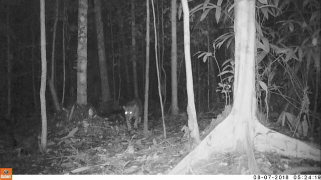 Captan primeras imágenes de jaguar, puma y ocelote en Parque Nacional Sierra del Divisor