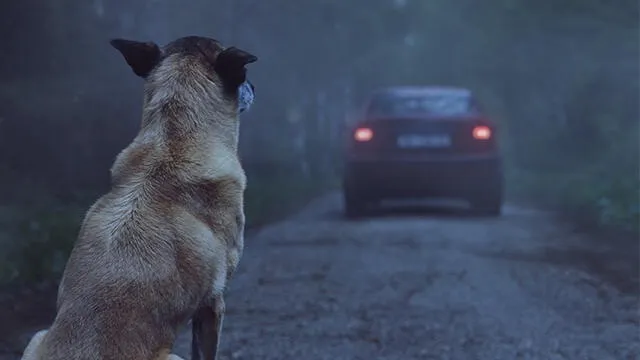 La normativa tiene como uno de sus objetivos reducir el abandono de los animales. Foto: difusión.