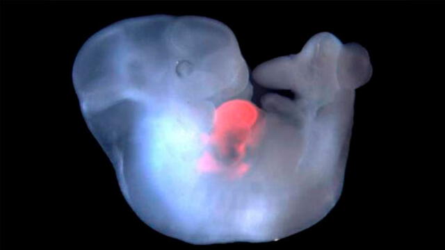 Embrión de ratón con células en su corazón. Foto: Atlas.