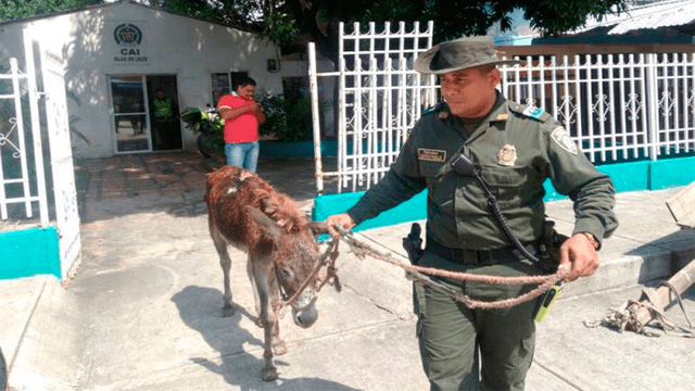 Colombia – maltrato animal – mascotas – abuso sexual