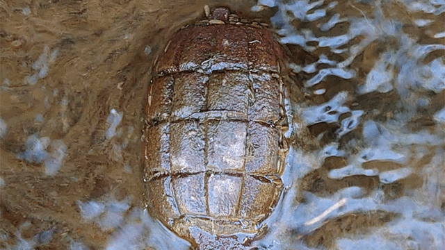 Creyeron que habían encontrado una tortuga, pero era una granada a punto de explotar [FOTOS]