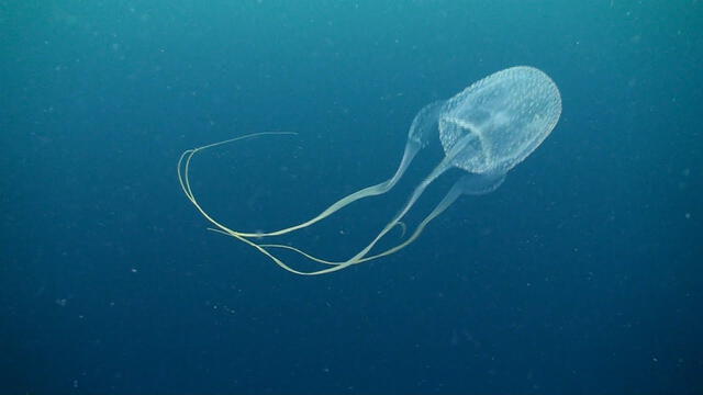 Cubozoa