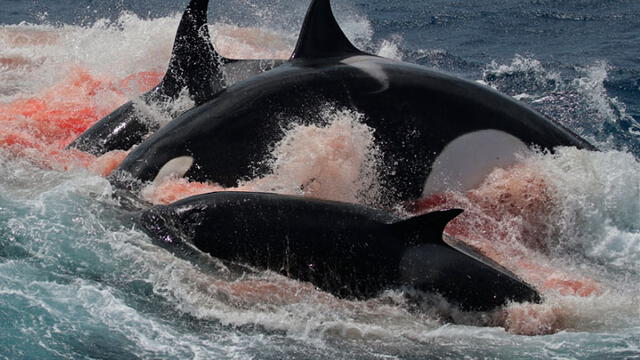 Orcas asesinas. Foto: Journal.pone.
