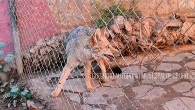 La foto del animal enjaulado generó indignación. Foto: Gobierno Autónomo Municipal de Oruro.
