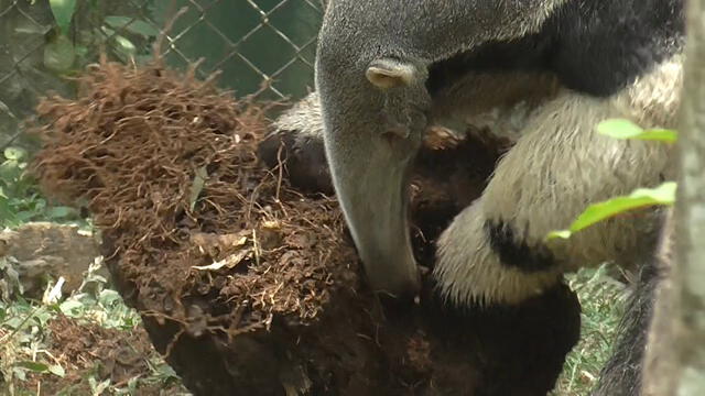 Oso hormiguero alimetándose de hormigas. Foto: Amapacoan Gaia