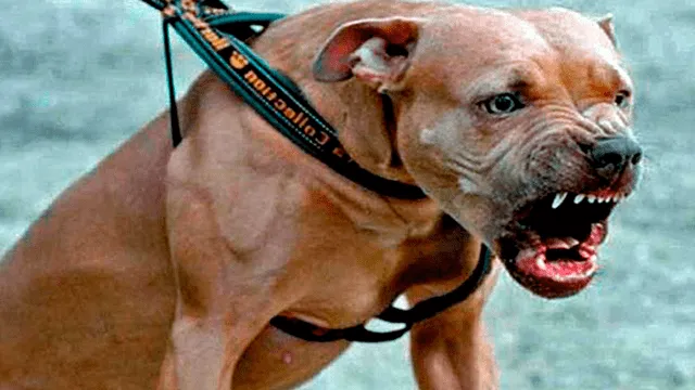 Perros pitbull atacaron a su dueña hasta asesinarla dentro de refugio para animales [VIDEO]
