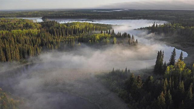 Los bosques boreales son unos de los ecosistemas casi intactos . Foto: DUC.