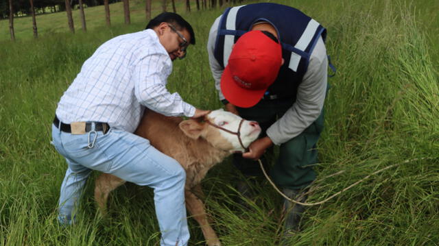 Becerro de raza Fleckvieh es examinado por especialistas