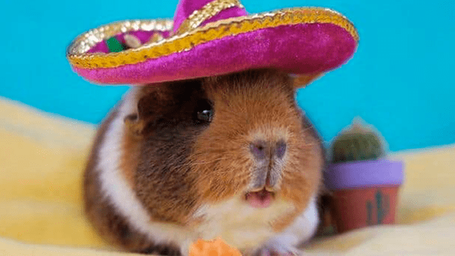 Facebook viral: cuy peruano se vuelve ‘cosplayer' y desata furor en redes sociales [FOTOS]