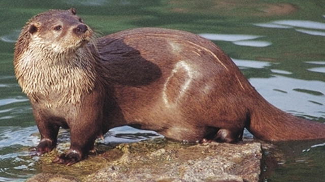Arequipa: Declaran como maravilla natural a laguna Mamacocha [FOTOS]