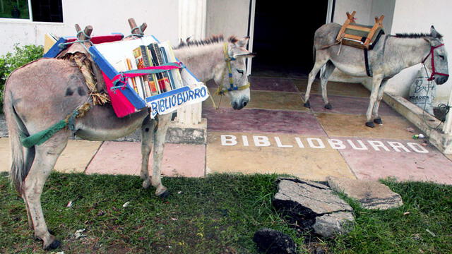 Alfa y Beto, los burros que acompañan a Luis Soriano. Foto: Fundación Biblioburro