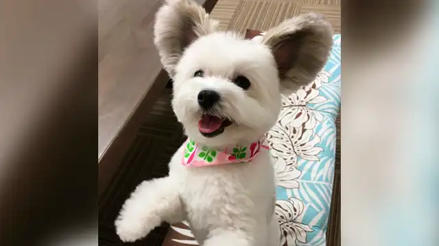 Conoce a Goma, la perrita con unas peculiares orejas parecidas a las de Mickey Mouse Conoce a Goma, la perrita con unas peculiares orejas parecidas a las de Mickey Mouse