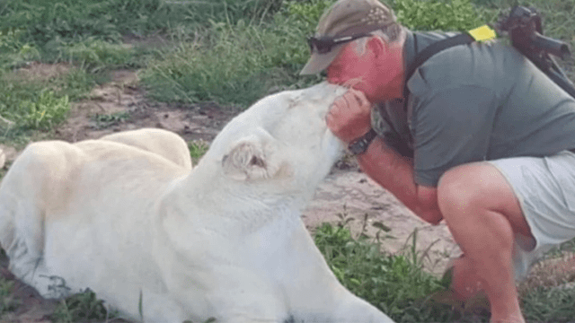 Conservacionista muere tras ser atacado por sus dos leonas que crió desde cachorras en Sudáfrica