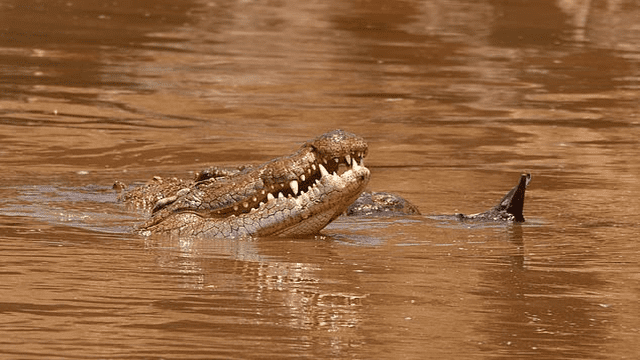 Zimbabwe cocodrilo