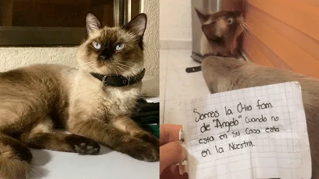 Gato llega con una nota a su casa y su dueña descubre su “doble vida”