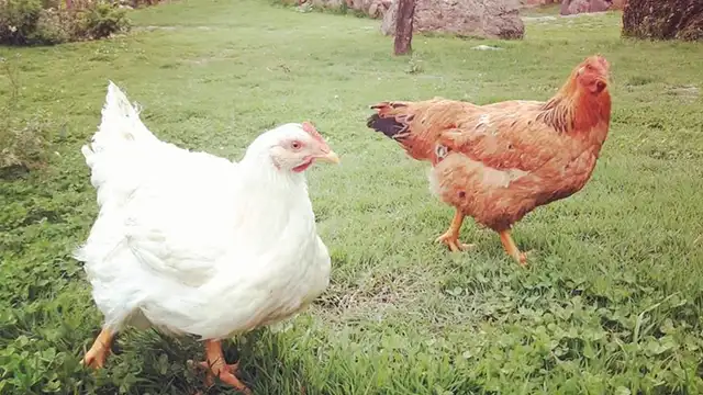 Gallinas rescatadas de un matadero en Cusco ahora pasan sus días en una mansión [FOTOS]