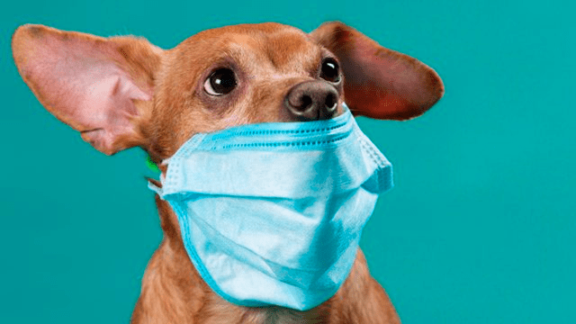 Animales – mascotas – perros – covid-19 – coronavirus
