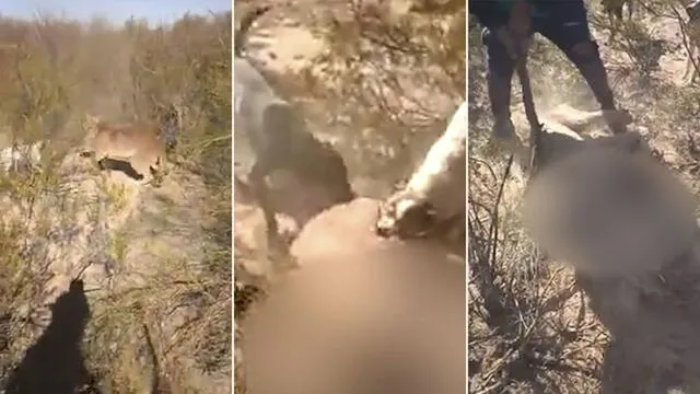 Matan a un puma perdido a palazos y filman el ataque