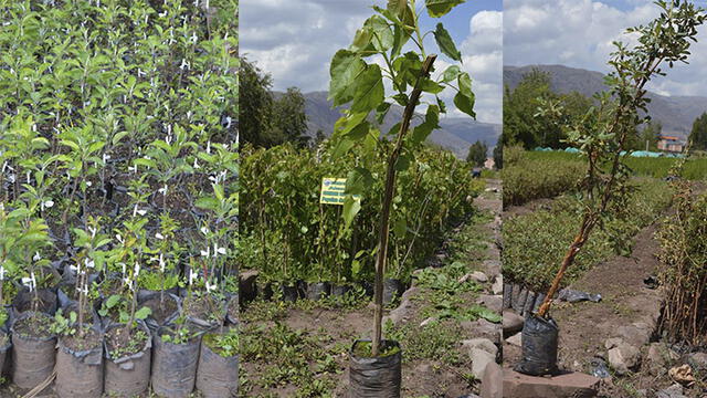 Inició la venta de diversas plantas desde S/ 1 en Cusco