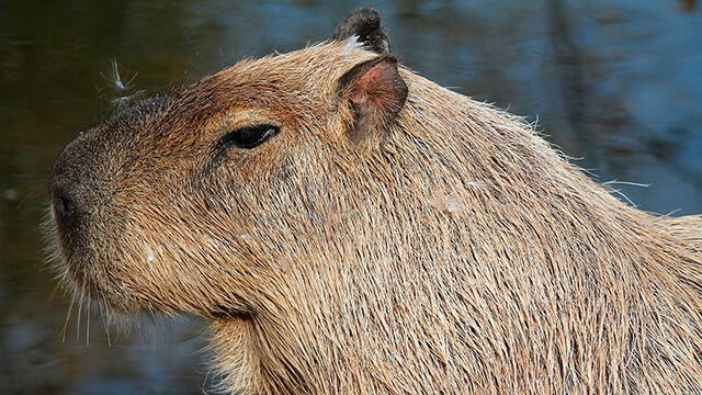 La capibara es un herbíboro presente en Perú, Brasil y Venezuela. Foto: Pixabay.