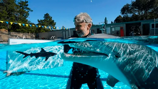 Estados Unidos – acuarios – delfines – animales