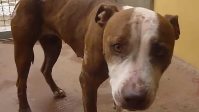 Pitbull víctima de maltrato animal asistió a juicio para brindar "declaración testimonial"