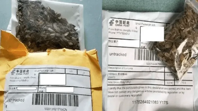 Se resolvió el misterio de las semillas enviadas a familias de EE. UU. por correo desde China