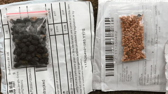 Se resolvió el misterio de las semillas enviadas a familias de EE. UU. por correo desde China