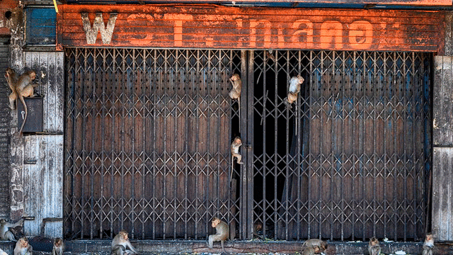 Los monos invadieron progresivamente calles y edificios. Foto: AFP.