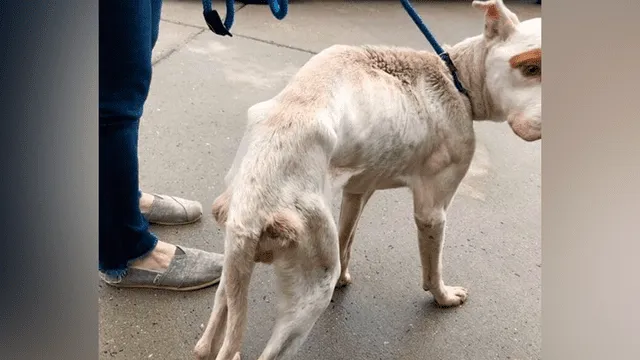 Hero, el perro desnutrido que vivió cuatro años encadenado a un árbol por sus dueños