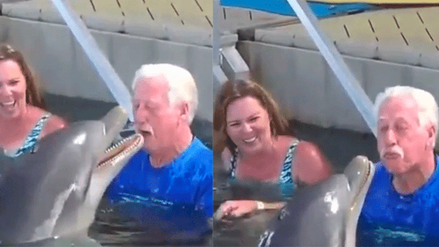 Facebook viral: delfín y anciano protagonizan tierna 'pelea' acuática y enternecen a miles [VIDEO]