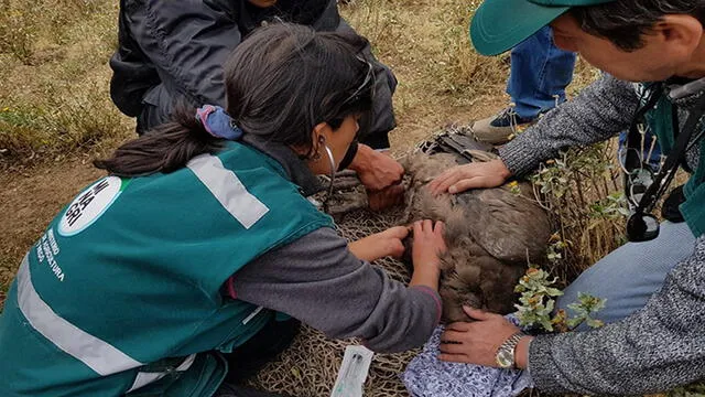 Rescatan cóndor herido por cable de alta tensión en Arequipa