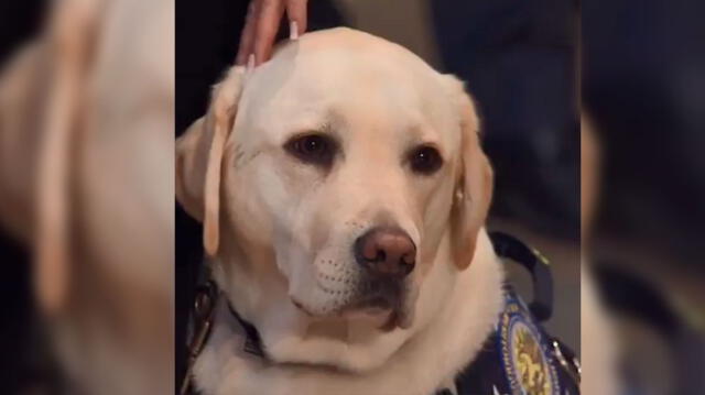 La conmovedora despedida de la mascota Sully durante el funeral de George Bush