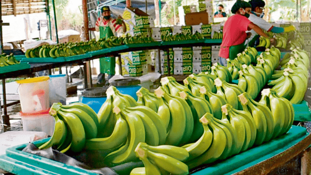 Productores de bananos y mangos apuestan por el mercado exterior 