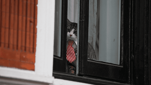 El destino del gatito que vivía junto a Julian Assange en la embajada de Ecuador [FOTOS]