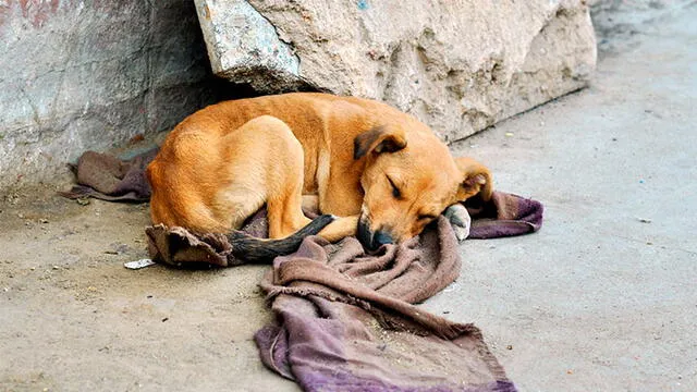 Abuela amante de los animales tejió más de 450 abrigos para salvar a perritos de la calle