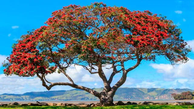 los neozelandeses tienen su propio árbol de Navidad, el Pōhutukawa.