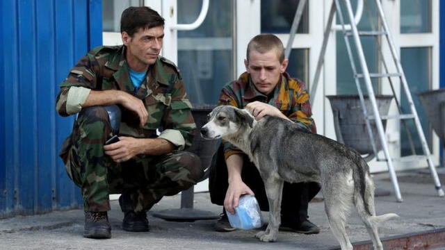 Los perros de Chernóbil: ¿qué pasó con las mascotas de las víctimas y quiénes pueden cuidarlos?