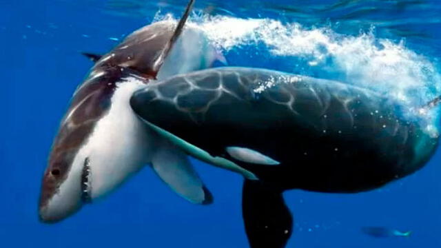 Orca atacando un tiburón blanco. Foto: Difusión.