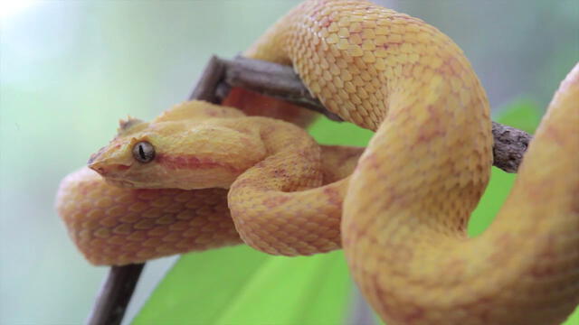 Según la RAE, la víbora es una serpiente de tamaño medio. Foto: docfrog
