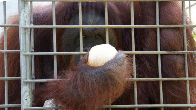 Pony: la orangután que fue maquillada y prostituida en burdel de Indonesia