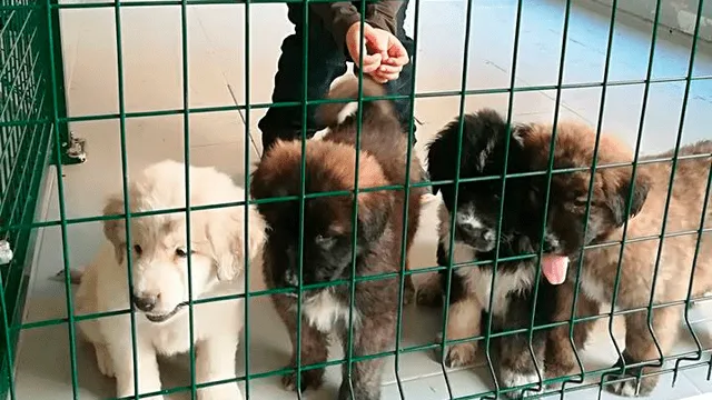 El primer café de Madrid pet friendly con cachorros en adopción [VIDEO]