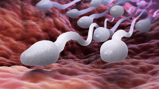 Los espermatozoides no nadan de la forma que se creía durante 300 años, según nuevo estudio