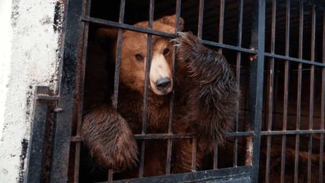 Animales en extinción – maltrato animal – Albania – restaurantes