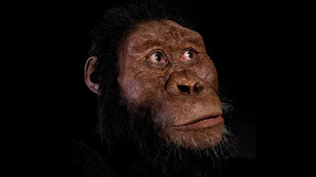 Reconstrucción facial del cráneo de este antepasado humano. Imagen: Cleveland Museum of Natural History.