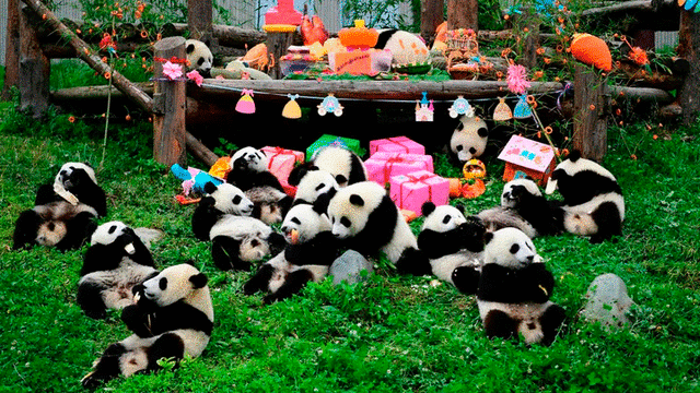 Pandas en Chengdu